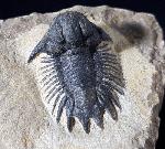 Acanthopyge (Lobopyge) bassei CHATTERTON & GIBB 2010 - Bild © FossNet FossilienStore